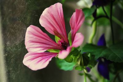 Close-up of pink flowers