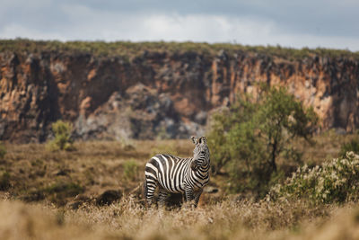 Zebra standing on field