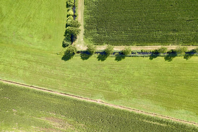 High angle view of agricultural field