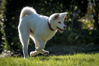 Close-up of dog with toy in mouth walking on land