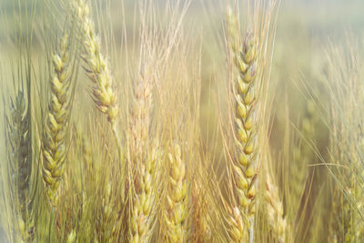 Close-up of stalks in wheat field