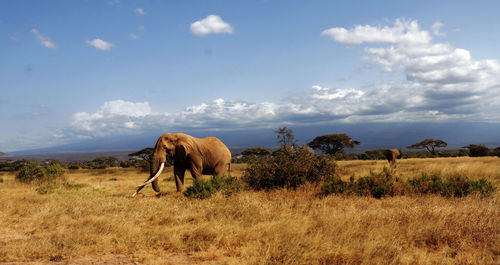 View of tim big tusker elephant on field against sky