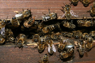 High angle view of bees on wood