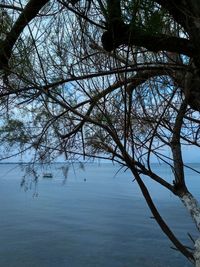 Bare tree by lake against sky