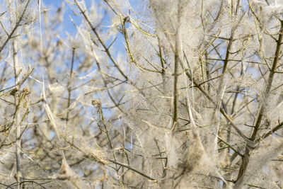 Low angle view of frozen trees during winter