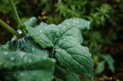 Close-up of wet plant during rainy season