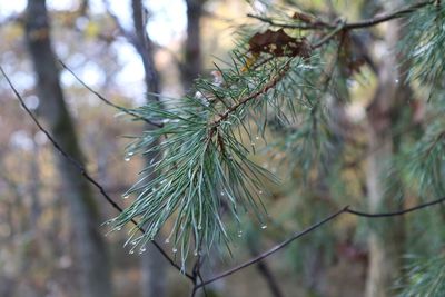 Close-up of plant against blurred background