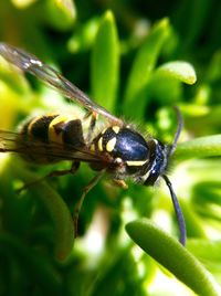 Close-up of butterfly on plant