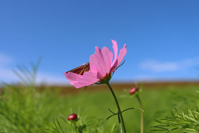 Close-up of pink flower on field against sky