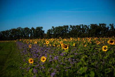 View of yellow flowers growing in field