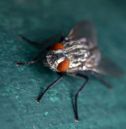A beautiful macro-photo of a red eyed  fly resting in shade  at the local nature reserve 