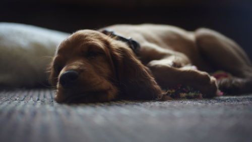 Close-up of dog resting