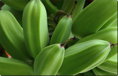 Close-up of green leaves