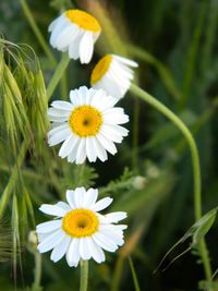 Close-up of white daisy flowers