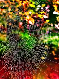 Close-up of spider web