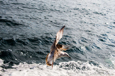 View of a turtle in sea