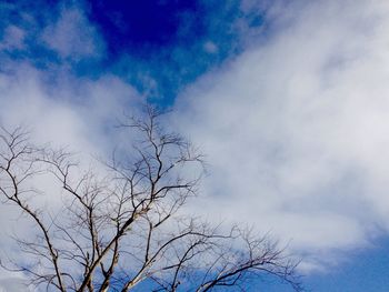 Low angle view of tree against sky