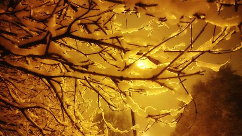 Bare branches against sky