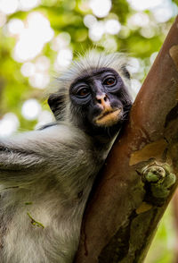 Portrait of monkey sitting in a forest