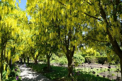 Trees in park