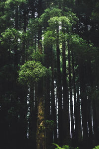 Low angle view of bamboo trees in forest