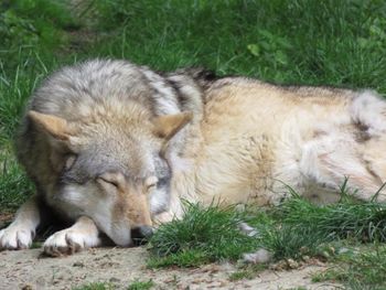 Wolf sleeping outdoors on green grass