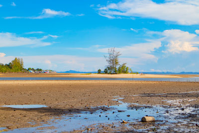 Mangrove forest has dry water.