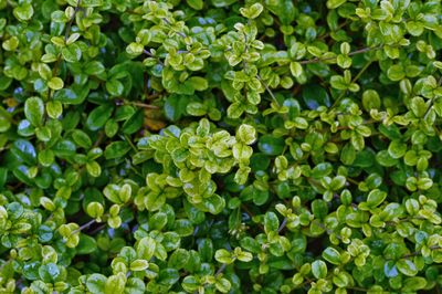 Full frame shot of plants growing on field
