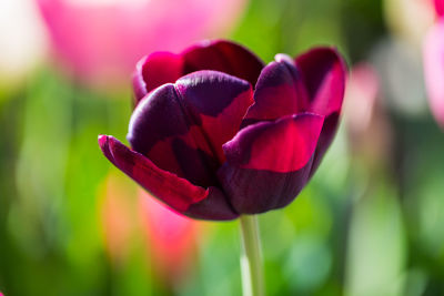 Close-up of red tulip flower in park