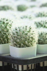 Close-up of succulent plant on table