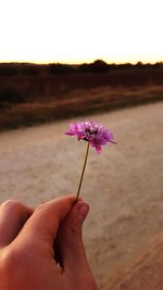 Close-up of hand holding flower