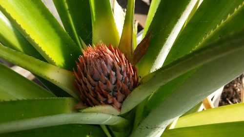 Close-up of plant