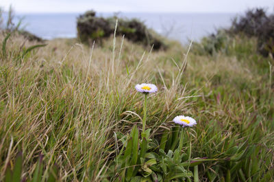 Close-up of plants growing on field against sky