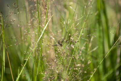 Close-up of insect on grass