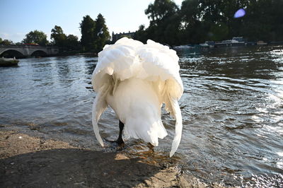 White swan on lakeshore