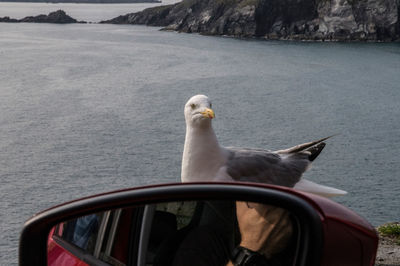 Seagull on a boat