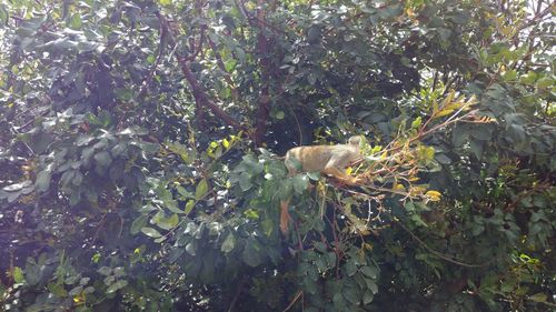 Low angle view of fruits on tree