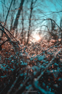 Plants growing on field in forest