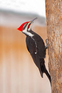 Male pileated woodpecker on a tree vertical