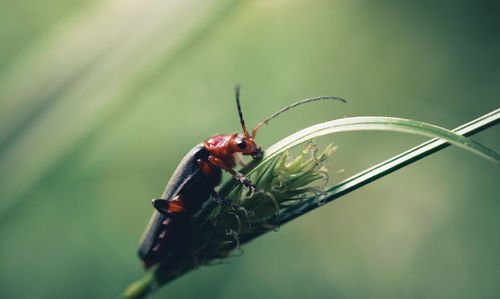 Close-up of ladybug on plant