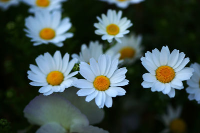 Close-up of white daisy flowers