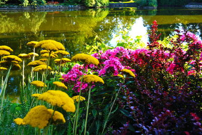 Close-up of multi colored flowers blooming outdoors