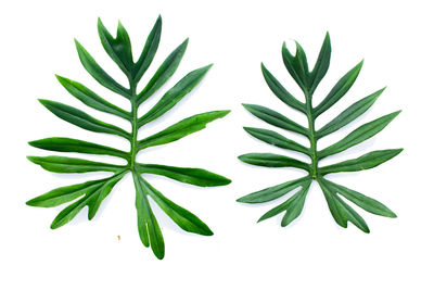 Close-up of leaves against white background