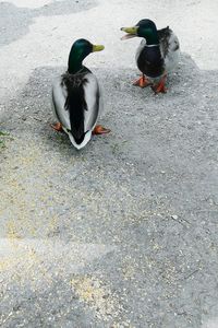 Birds perching on ground