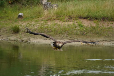 wildlife