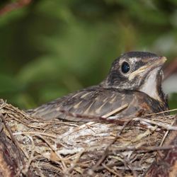 Close-up of bird perching on nest