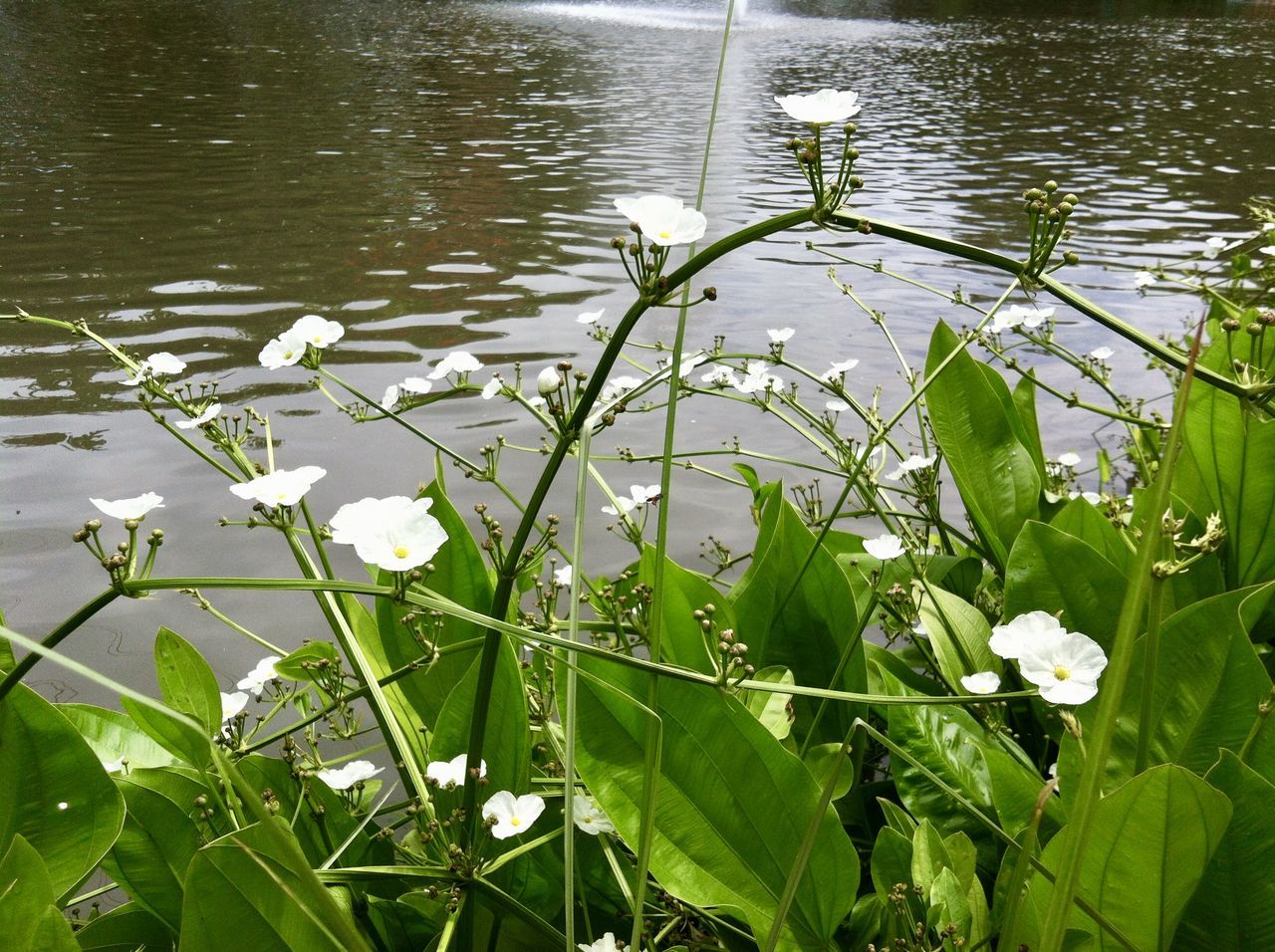 Water plantain