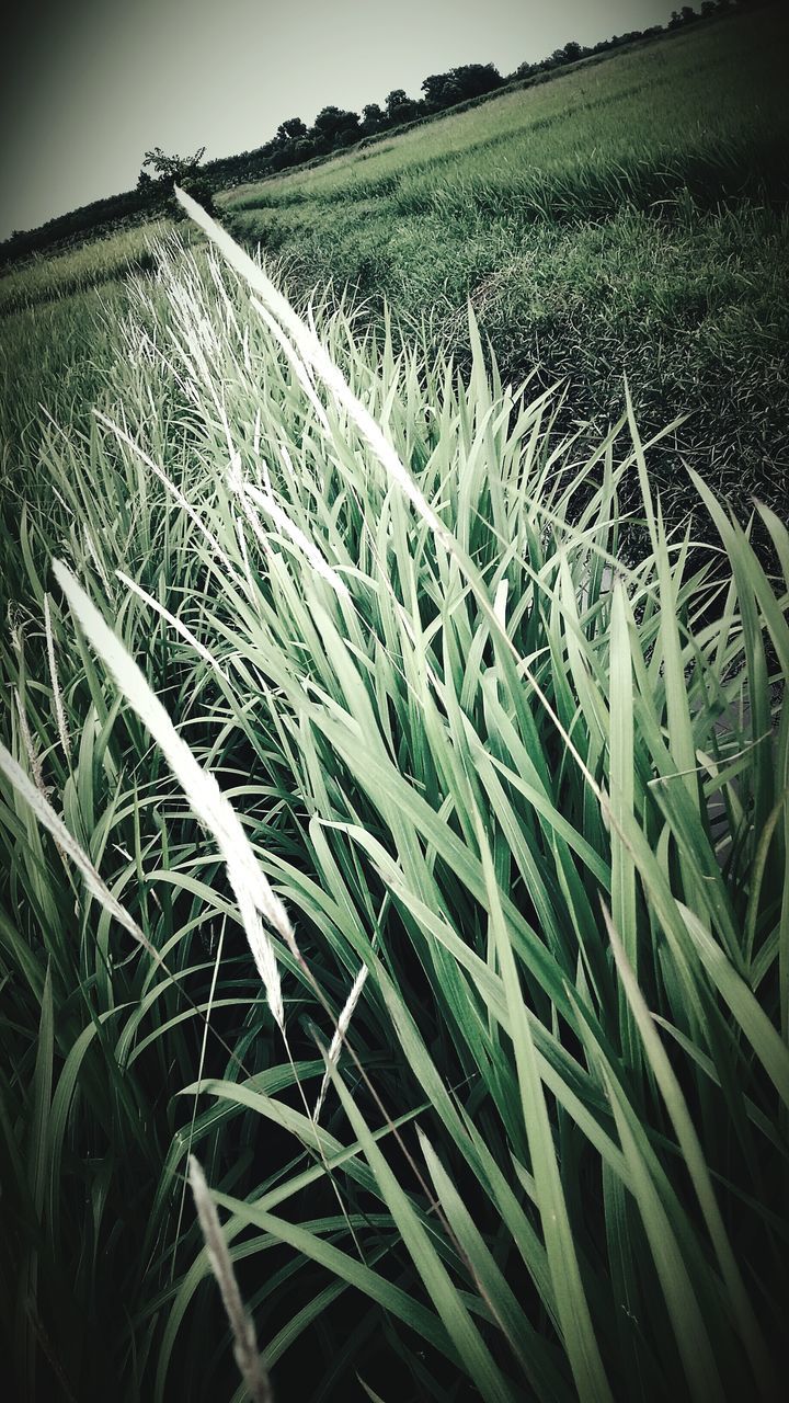 field, grass, rural scene, agriculture, growth, farm, landscape, crop, tranquility, nature, tranquil scene, plant, beauty in nature, cultivated land, scenics, outdoors, green color, cereal plant, day, no people