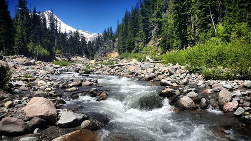 Scenic view of stream amidst trees against sky