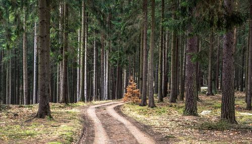 Dirt road amidst trees in forest